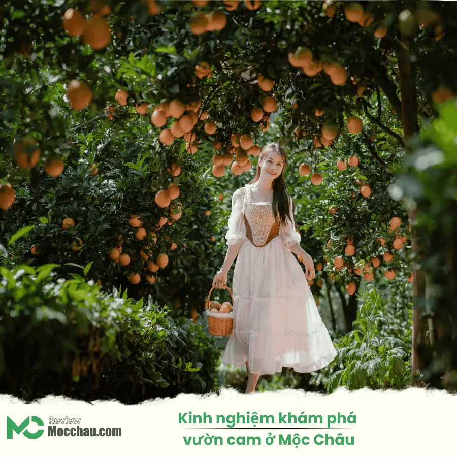 Kinh nghiệm khám phá vườn cam ở Mộc Châu siêu chi tiết